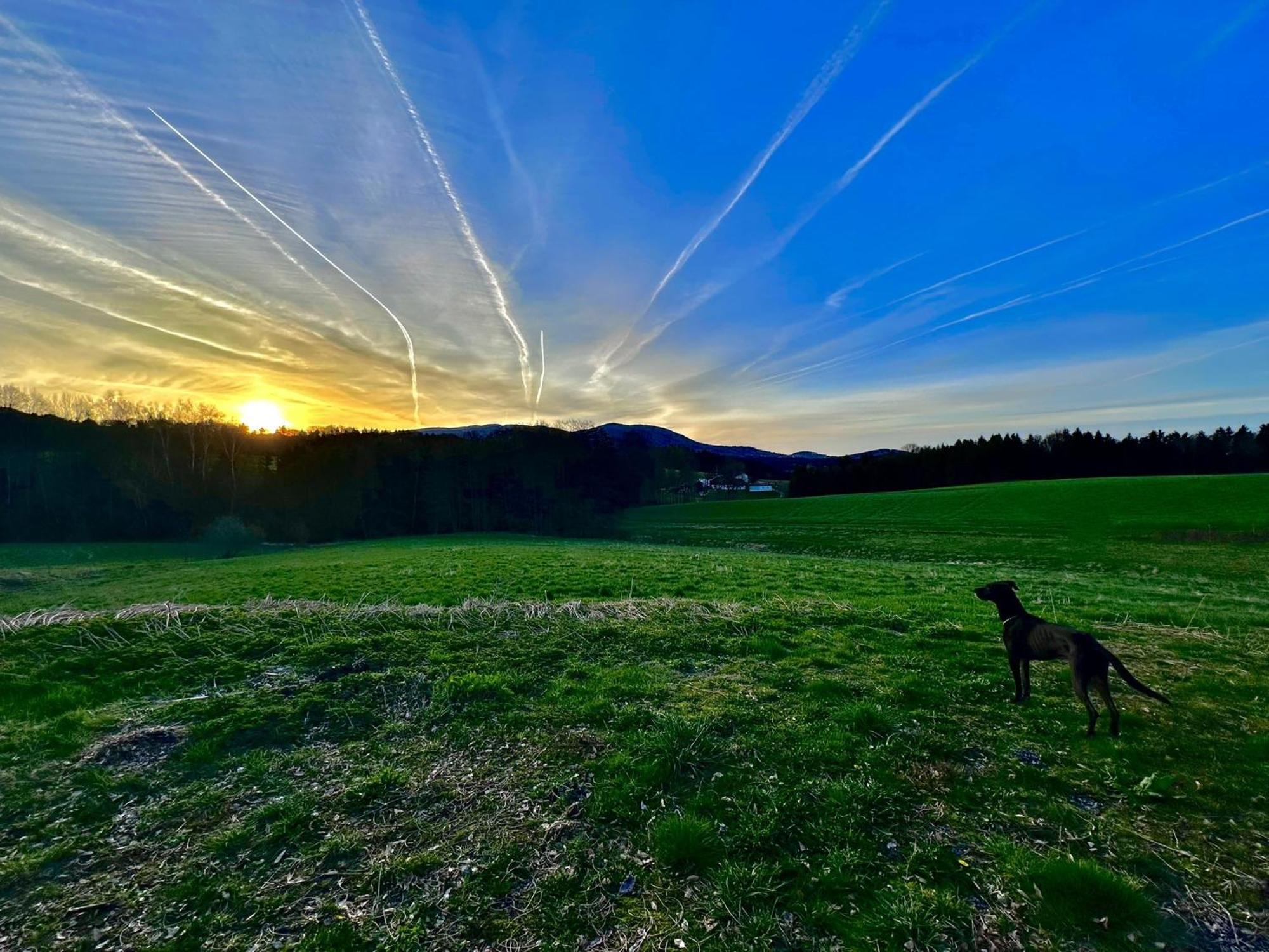 Gemuetliches Alpenblick Berg-Bungalow + Grosser Garten + Netflix! Schöfweg Εξωτερικό φωτογραφία